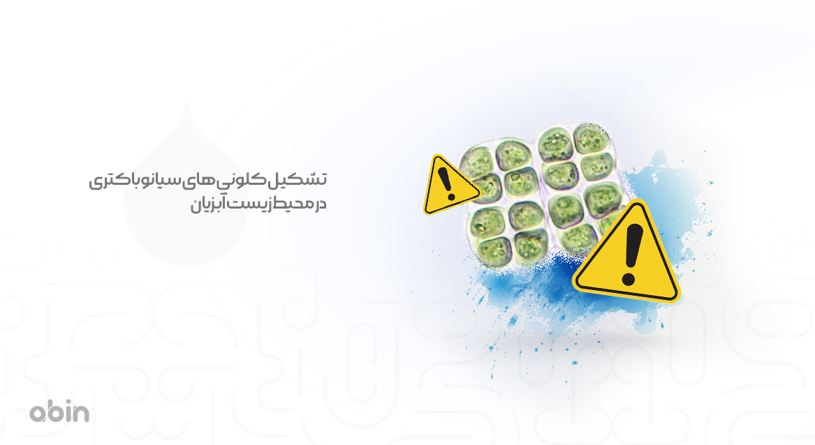 تشکیل کلونی های سیانوباکتری در محیط زیست آبزیان