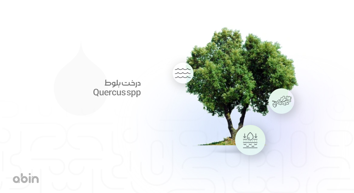 درخت بلوط (Quercus spp)