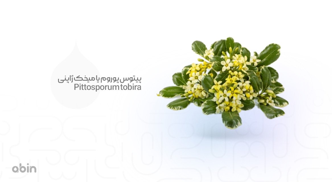 پیتوس پوروم یا میخک ژاپنی