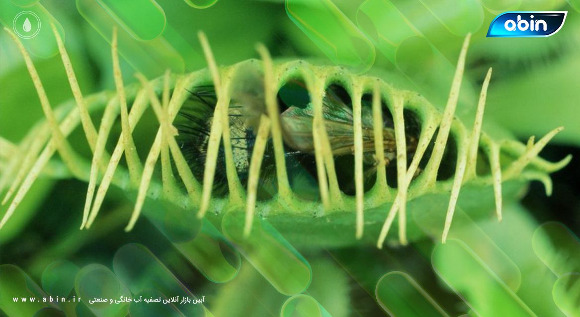 عکس گیاهان گوشت خوار در آب های فوق خالص 